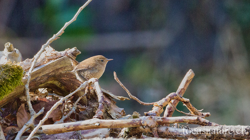 Troglodyte 0996.jpg - Troglodyte mignon - Eurasian Wren - Troglodytes troglodytes (Ermitage, Genève, Suisse, mars 2012)